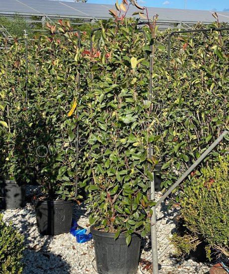 Espalier Photinia fraseri 'Red Robin' - Photinia