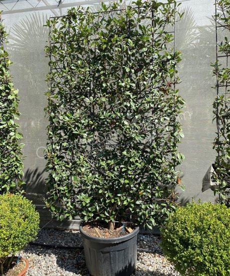 Espalier Photinia fraseri 'Red Robin' - Photinia