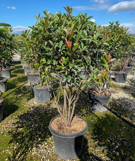 Multi stemmed Photinia fraseri 'Red Robin' - Red tip photinia