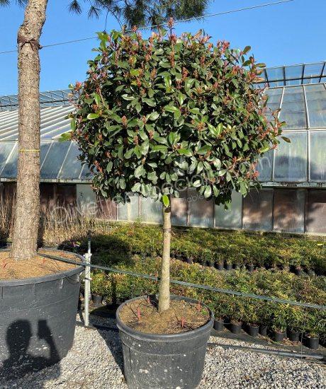 Half stem Photinia fraseri 'Red Robin'