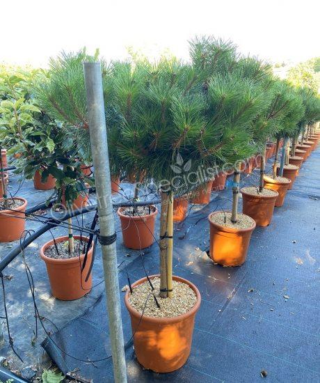 Pinus brepo 'Pierrick Bregeon' - Ball shape pine