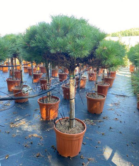 Pinus brepo 'Pierrick Bregeon' - Ball shape pine