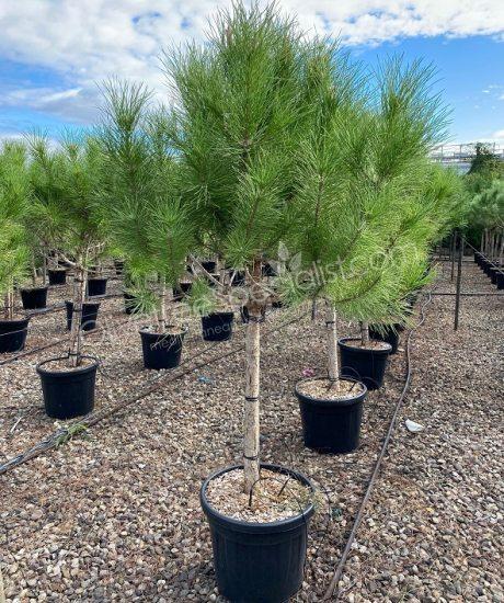 Pinus pinea - Stone pine