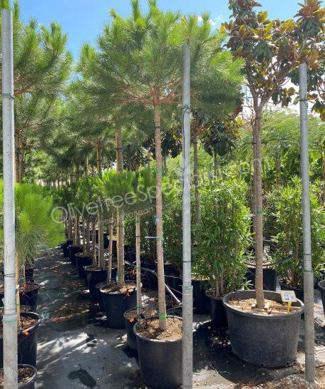 Buy a Pinus pinea - Stone pine