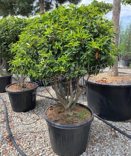 Multi-stemmed Prunus lusitanica 'Angustifolia' - Portugal laurel