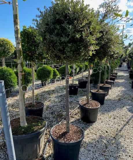 Quercus ilex half standard holm oak