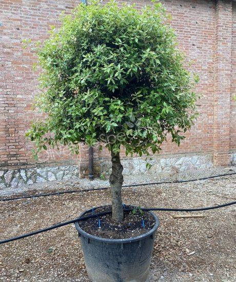 Holm oak Half-standard Quercus ilex
