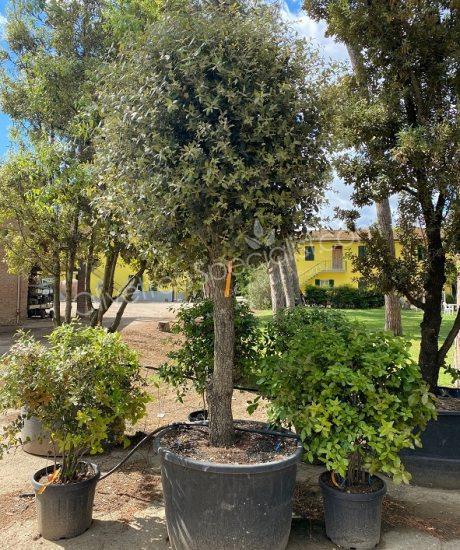 Holm oak Half-standard Quercus ilex