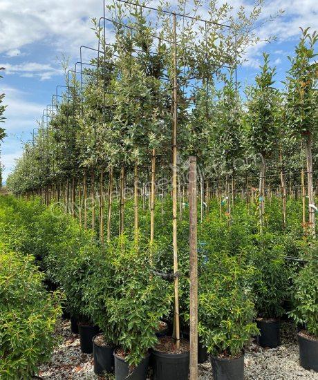 Holm oak espalier Quercus ilex