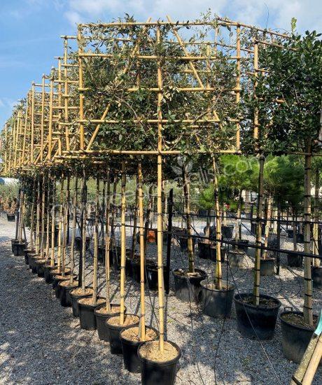 Buy a quercus ilex espalier holm oak