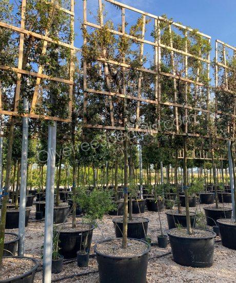 buy a Quercus ilex Pleached Holm oak
