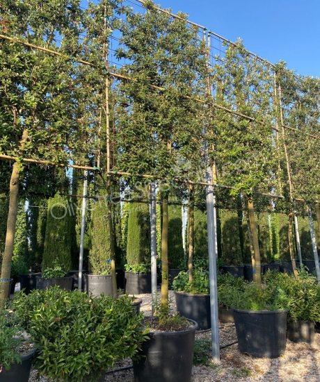 Quercus ilex Pleached Holm oak