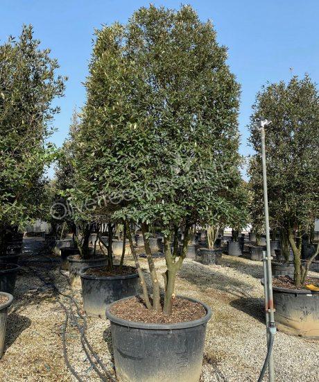 Holm oak Multi-stemmed quercus ilex