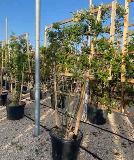 Quercus ilex espalier Holm oak