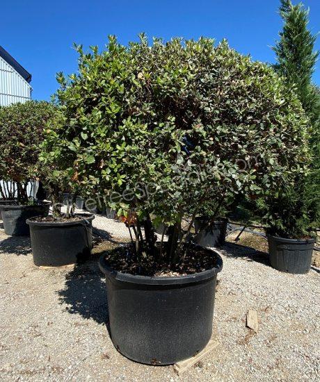 Holm oak Multi-stemmed quercus ilex