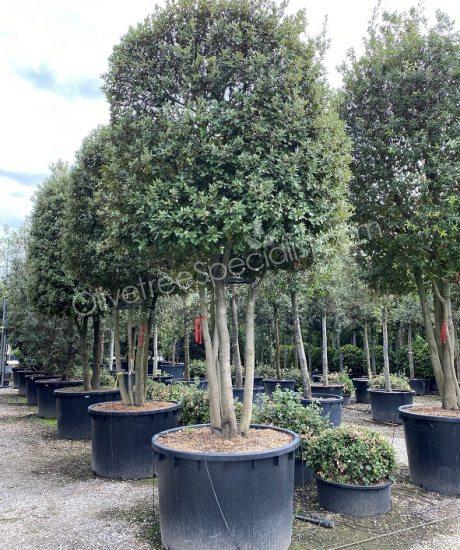 Holm oak Multi-stemmed quercus ilex