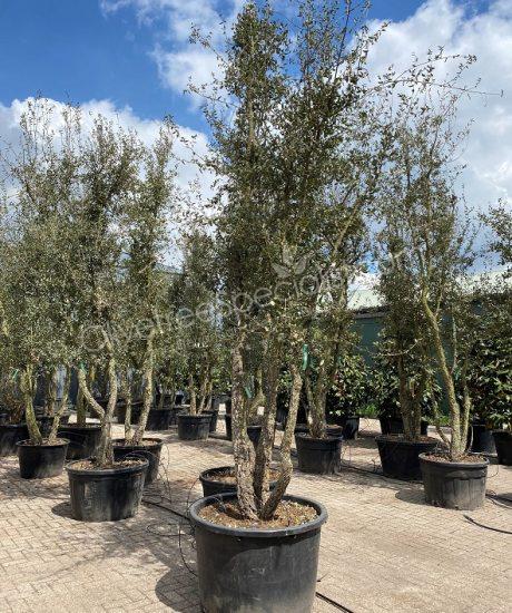 Cork oak multi-stemmed quercus