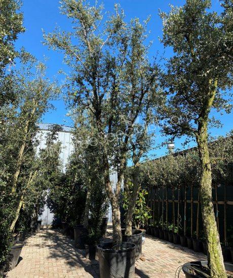 Cork oak solitary quercus suber