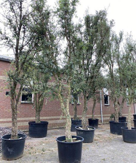 Cork oak solitary quercus suber