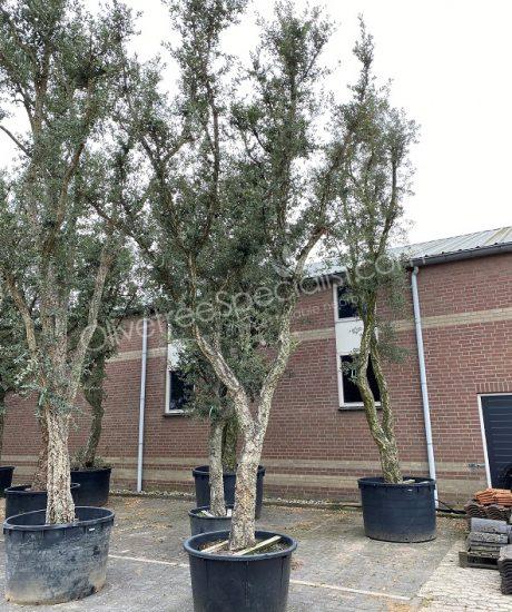 Cork oak solitary quercus suber