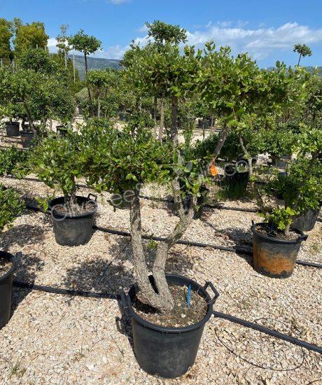 quercus suber pom-pom Cork oak