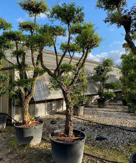 quercus suber pom-pom Cork oak