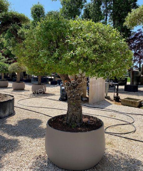 Cork oak salitary quercus suber