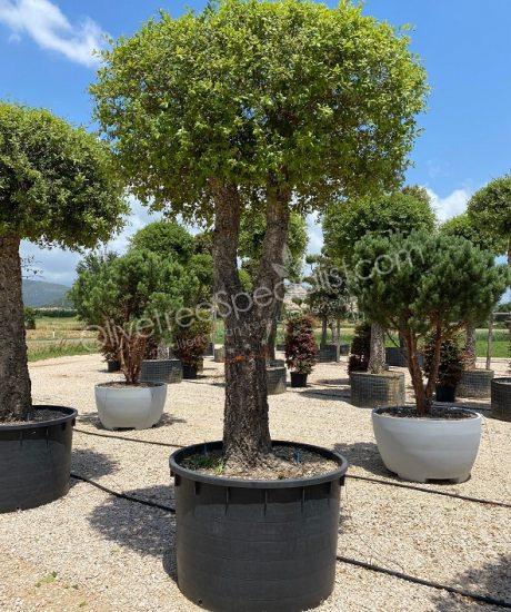 Cork oak salitary quercus suber