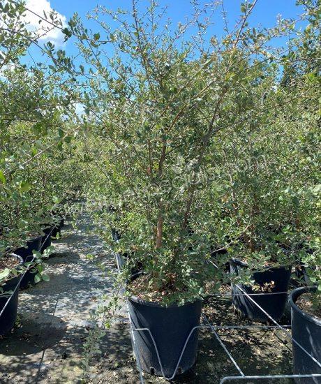 Quercus suber Bush shape Cork oak