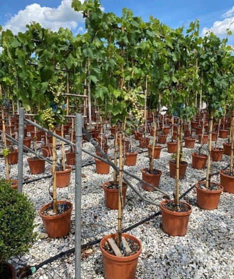 Grape vine - Vitis vinifera