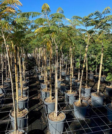 1/2 stem Albizia julibrissin 'Ombrella' - Persian silk tree