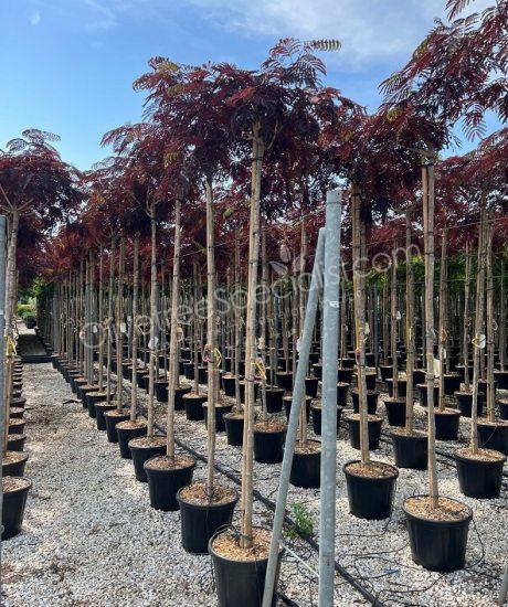 High stem Albizia julibrissin 'Summer Chocolate' - Persian silk tree