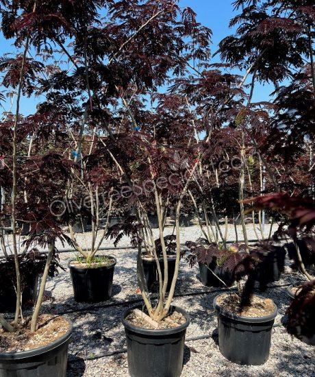 Multi-stemmed Albizia julibrissin 'Summer Chocolate' - Persian silk tree