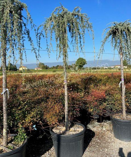 Cedrus atlantica high stem