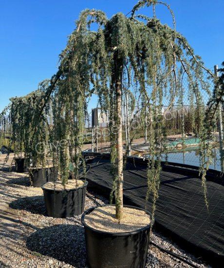Cedrus atlantica high stem