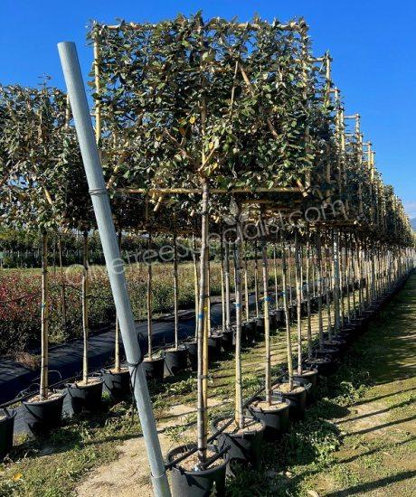 Pleached Elaeagnus ebbingei - Silverberry