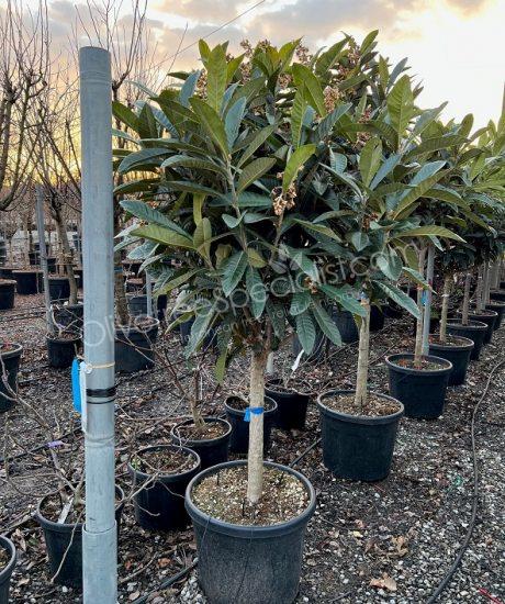 1/2 stem Eriobotrya japonica - Loquat
