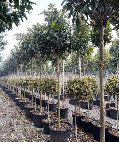 Eriobotrya japonica - Loquat