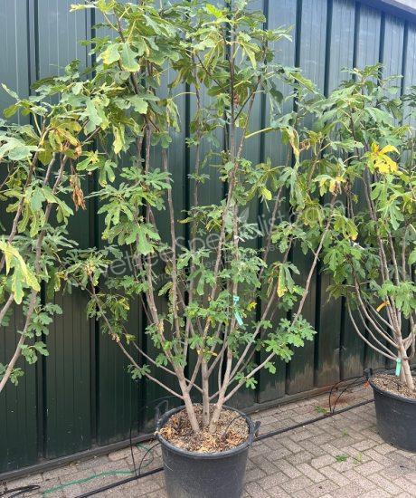 Fig tree 'Forma Toscana' - Ficus carica - multi-stemmed