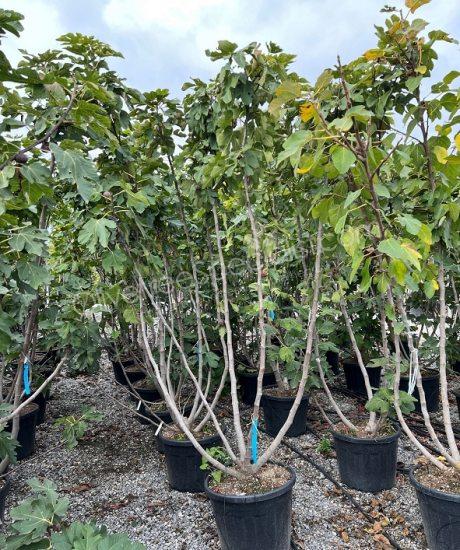 Fig tree 'Forma Toscana' - Ficus carica - multi-stemmed