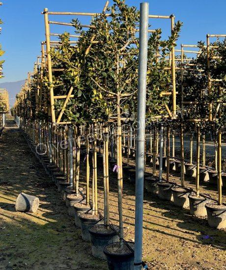 Buy a Pleached Ilex 'Nellie Stevens' Holly
