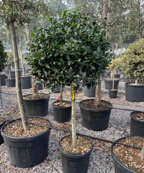 Ilex 'Nellie Stevens' Holly