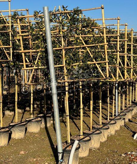 Pleached Ilex 'Nellie Stevens' Holly