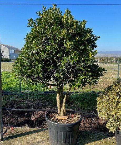 Multi-stemmed Ilex 'Nellie Stevens' Holly