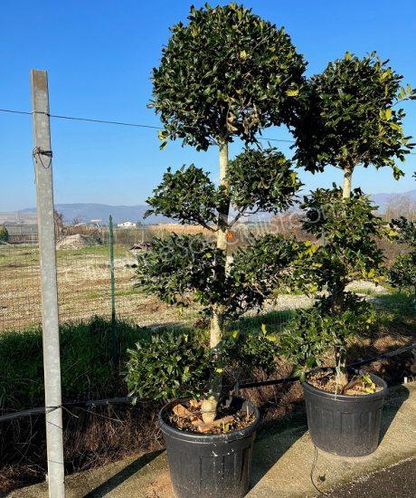 Ilex 'Nellie Stevens' Holly Pom-Pom