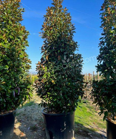 Magnolia grandiflora 'Goliath' - Evergreen tulip tree