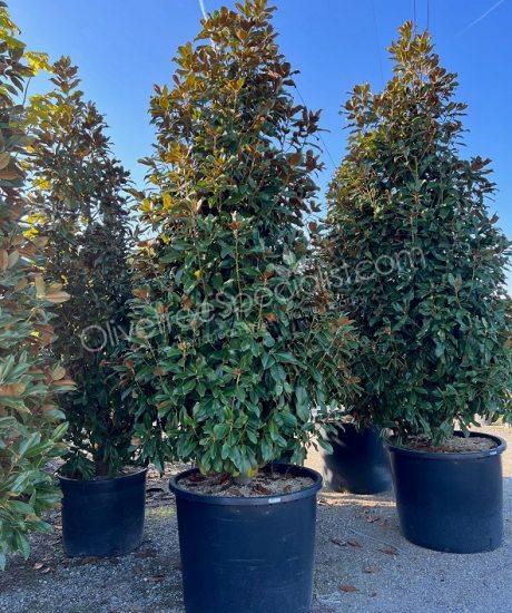 Magnolia grandiflora 'Goliath' - Evergreen tulip tree