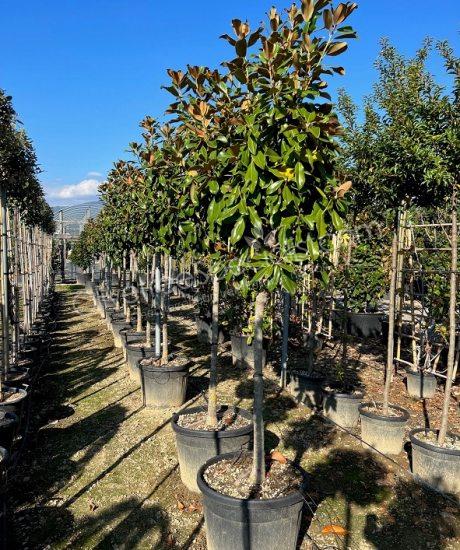 1/2 stem Magnolia grandiflora 'Goliath' - Evergreen tulip tree