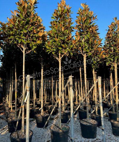 Magnolia grandiflora 'Gallisoniensis' - Evergreen tulip tree pyramid crown