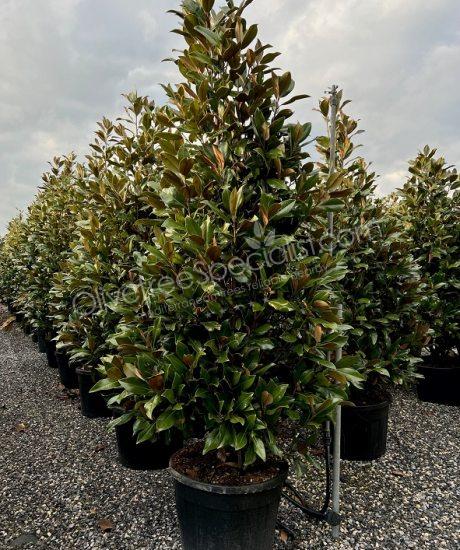 Magnolia grandiflora 'Gallisoniensis' - Evergreen tulip tree